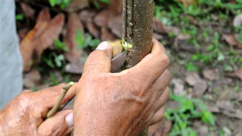 how to plant prototype grafted cacao tree from davao